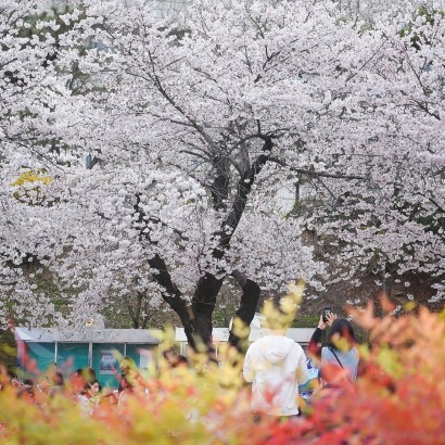 [경기도] 경기도청 벚꽃축제