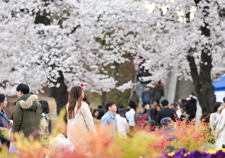 [경기도] 경기도청 벚꽃축제